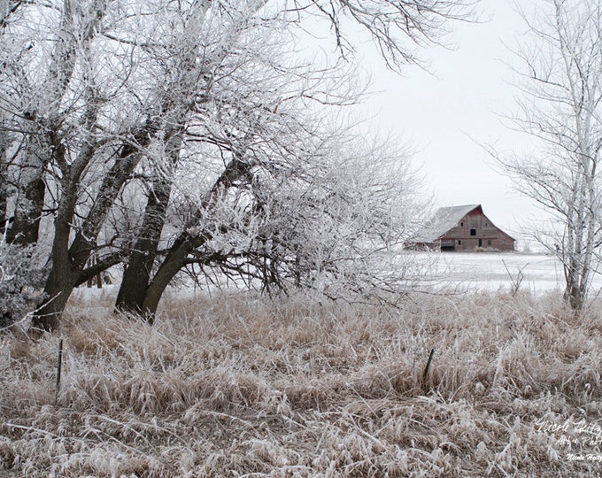 Barn Photo Barn Photography Snow Photography Frosty Barnwood Aspen Trees Birch Trees Farm Scene Winter Farm Photography by Nicole Heitzman