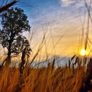 Wheat Field Sunset Photography Midwest  Country Decor gift Farmer Gift for Dad Mom Farm Scenery Wheat Harvest Metal Print by Nicole Heitzman