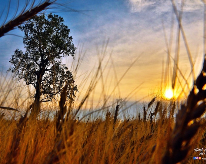 Wheat Field Sunset Photography Midwest  Country Decor gift Farmer Gift for Dad Mom Farm Scenery Wheat Harvest Metal Print by Nicole Heitzman