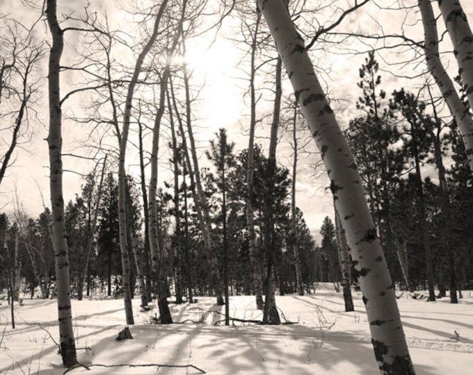 Aspen Tree Photo Birch Tree Photography Snow Photography Frosty South Dakota Black Hills Tree Scene Winter Photography by Nicole Heitzman