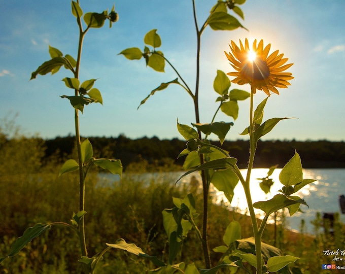 Wild Sunflower Photography Flower Sunset Photo River Scenery Country Decor Gift for Mom her Nature scenery photo by Nicole Heitzman