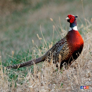 Ringneck Pheasant Photo Upland Game bird South Dakota Pheasant Hunting Roosters Father&#39;s Day gift for Dad hunter Lodge cabin man cave decor