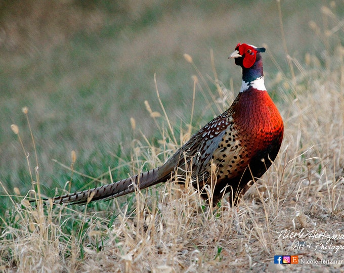 Ringneck Pheasant Photo Upland Game bird South Dakota Pheasant Hunting Roosters Father's Day gift for Dad hunter Lodge cabin man cave decor