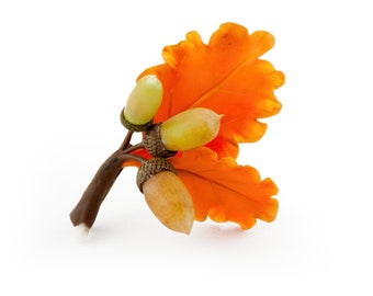 Handmade Autumn Oak Leaf Brooch, Acorn Boutonniere, Polymer Clay Botanical Pin, Fall Leaves