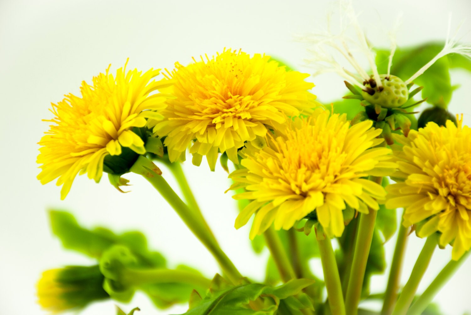 Artificial dandelions for home decoration in spring style Etsy