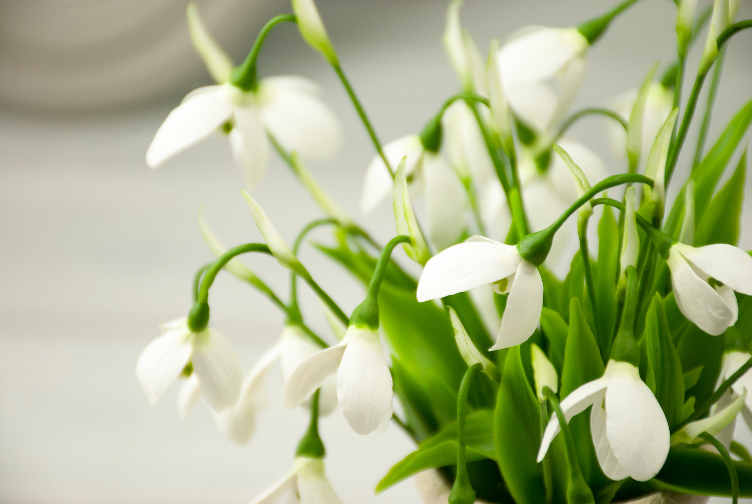 Artificial snowdrops for home decoration in spring style Etsy