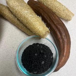 Luffa Kürbis Samen
