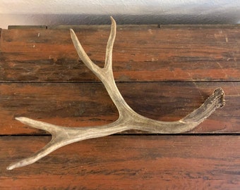Deer Antler Vintage Taxidermy Three Point Home Decor Cabinet of Curiosities Bones and Skull Craft Project Supply Gift Cabin