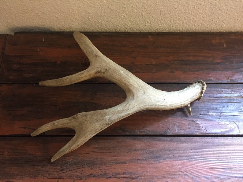 Deer Antler Vintage Taxidermy Three Point Home Decor Cabinet of Curiosities Bones and Skull Craft Project Supply Gift Cabin