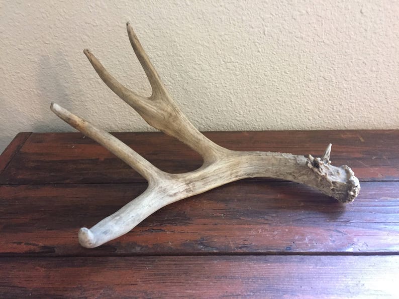 Deer Antler Vintage Taxidermy Three Point Home Decor Cabinet of Curiosities Bones and Skull Craft Project Supply Gift Cabin