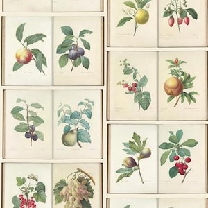 Baumwolle ROYAL BOTANICAL Garden  by RJR Fabrics Obst Panel 60 x 110 cm