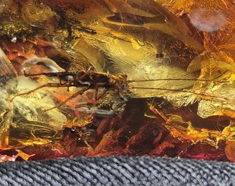 Natural Amber Stone, Gemstone With Grasshopper Inclusion, Prehistoric Plant , Unpolished Backside