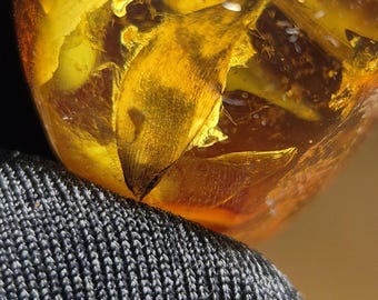 Natural Amber Stone, Gemstone With Leaf Inclusion, Prehistoric Plant , Unpolished Backside