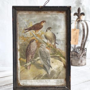 Antique Print Birds of Prey, Falcon Lithograph Print: 1870s Bird Illustration Metal Frame