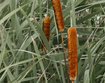 Cattails Cat Tail Photograph Photo Art Print Wall Decor Nature Flora Artwork