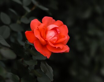 Bright Red Orange Rose Photo Print Art Flower Wall Decor / Blossum Petals Dusk Nature Love Anniversary Valentine Romantic