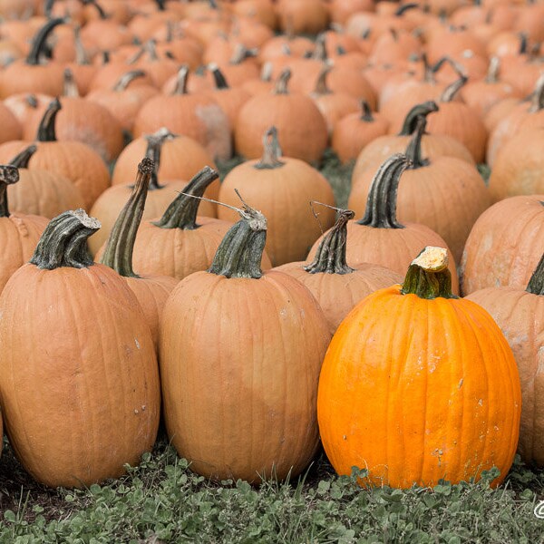 Autumn Fall Gourd Pumpkin Art Photo / Print, Halloween Harvest Wall Decoration Orange, Yellow September , October , November