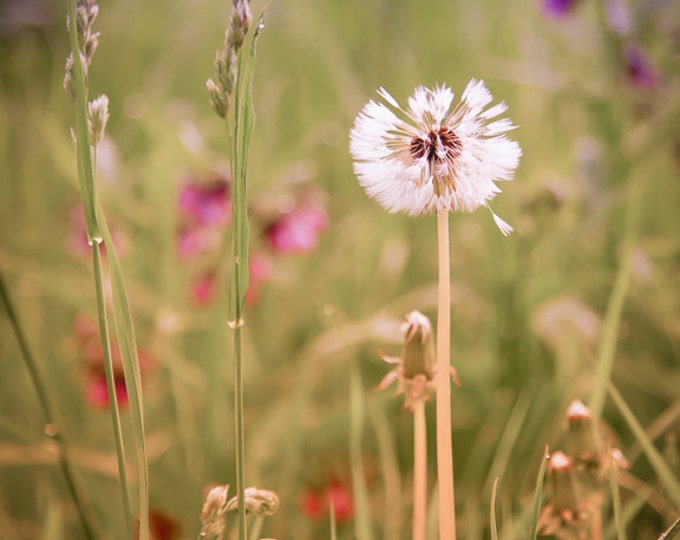 Featured listing image: Pink Purple Dandelion Fluff Seed Art Photo Print Wall Decor Nature Grassland Girls Room Nursery Nature Fuzzy Daisy Wildflower