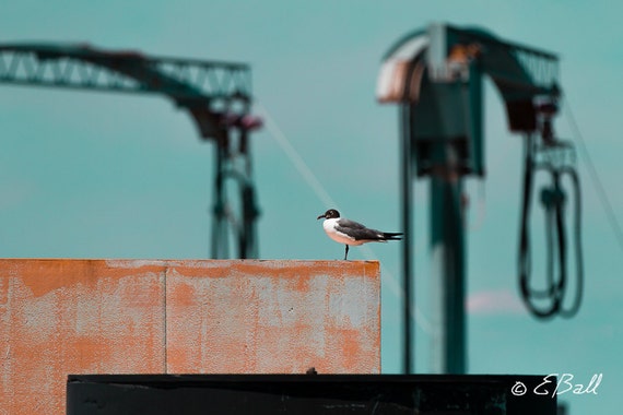 Seagull Ocean Turquoise Sky Beach Print Photo Art Wall Decor, Sea Gull Solitude Wharf Turquoise Sea Isolation Wildlife Birds