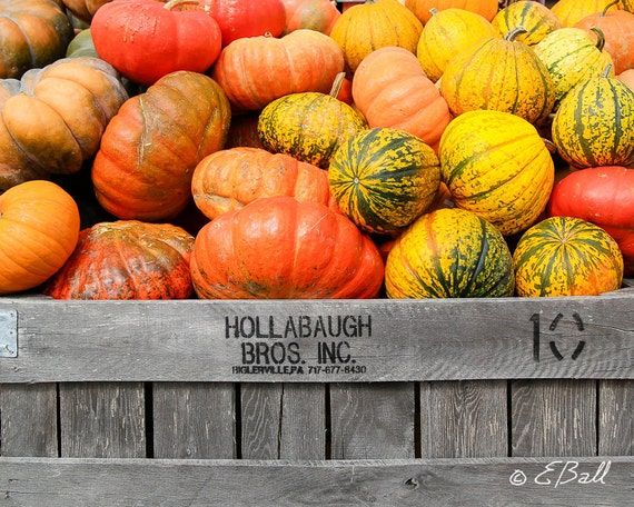 Autumn Fall Gourd Pumpkin Art Photo / Print, Halloween Harvest Wall Decoration Orange, Yellow September , October , November
