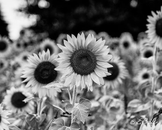 Sunflower Field in Monochrome ( Black and White ) Photo Print / Photo / Wall Art , Field ( B&W ) Sunflower / Flower Print