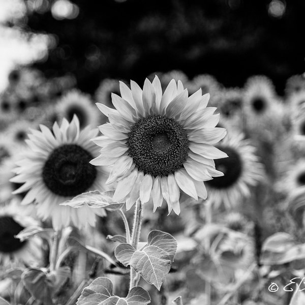 Black and White Flower Photo Prints Etsy