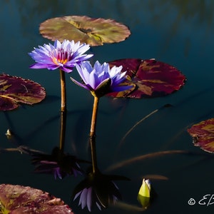 Lotus Flower Photo Print Wall Art Home Decor Purple Violet Reflection Bloom Water Lily image 1