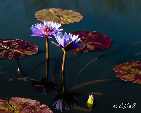Lotus Flower Photo Print Wall Art Home Decor Purple Violet Reflection Bloom Water Lily