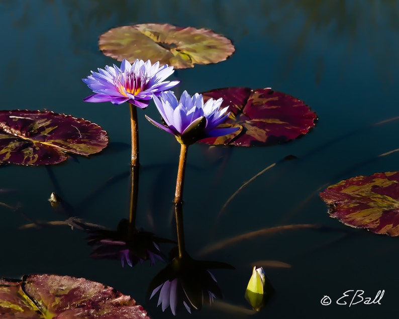 Lotus Flower Photo Print Wall Art Home Decor Purple Violet Reflection Bloom Water Lily image 1