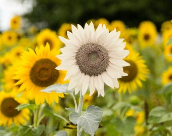 Sunflower Field Photograph Print Art White Yellow Single Flower Photo Field Close-up Flora, Flowers