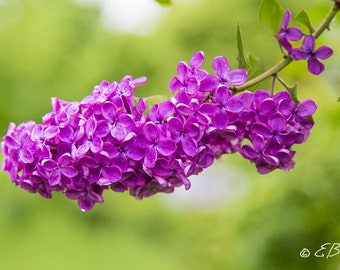 Lilac Photograph Print Art Purple Violet Green Flower Photo Nature  Garden Close-up Flora Flowers Beautiful