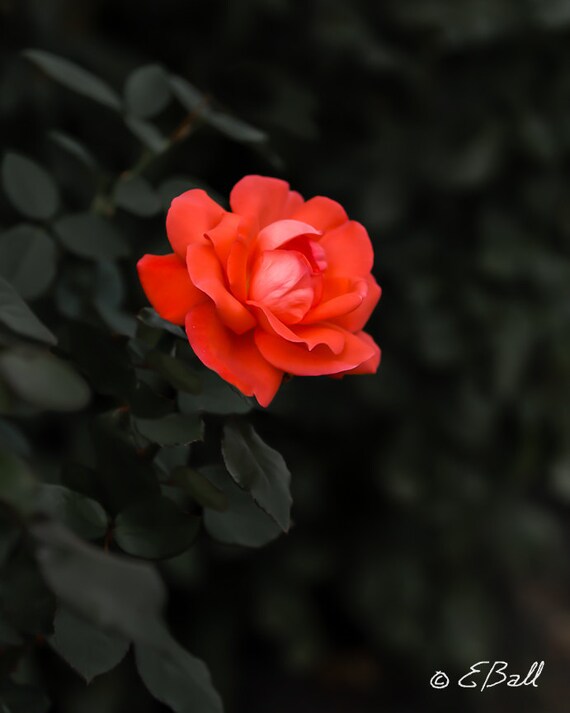 Bright Red Orange Rose Photo Print Art Flower Wall Decor / Blossum Petals Dusk Nature Love Anniversary Valentine Romantic