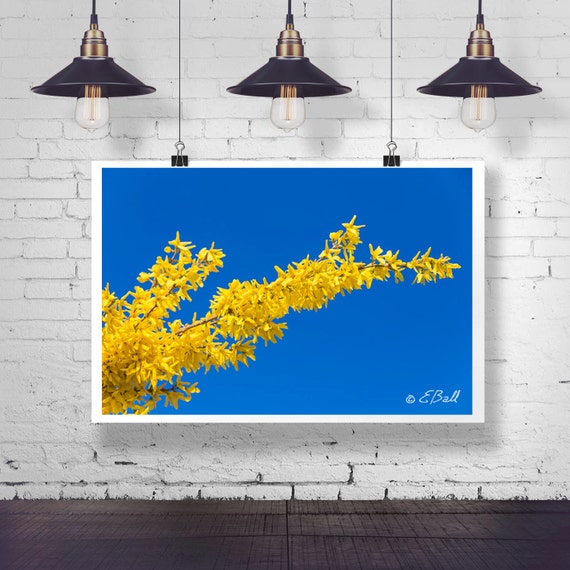 Yellow Forsythia Blue Sky Nature Art Photo Print, Spring Foliage Leaves Petals Bloom Branch