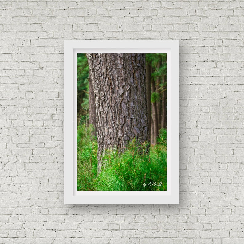 Pine Tree Trunk Bark and Needles Photo Wall Art Print Nature Wooded Field Evergreen Wilderness Forest Northern White Pine image 2