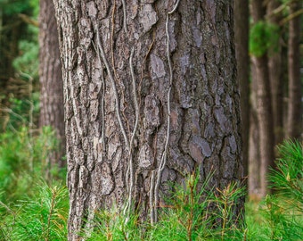 Pine Tree Trunk Bark and Needles Photo Wall Art Print - Nature Wooded Field Evergreen Wilderness Forest - Northern White Pine