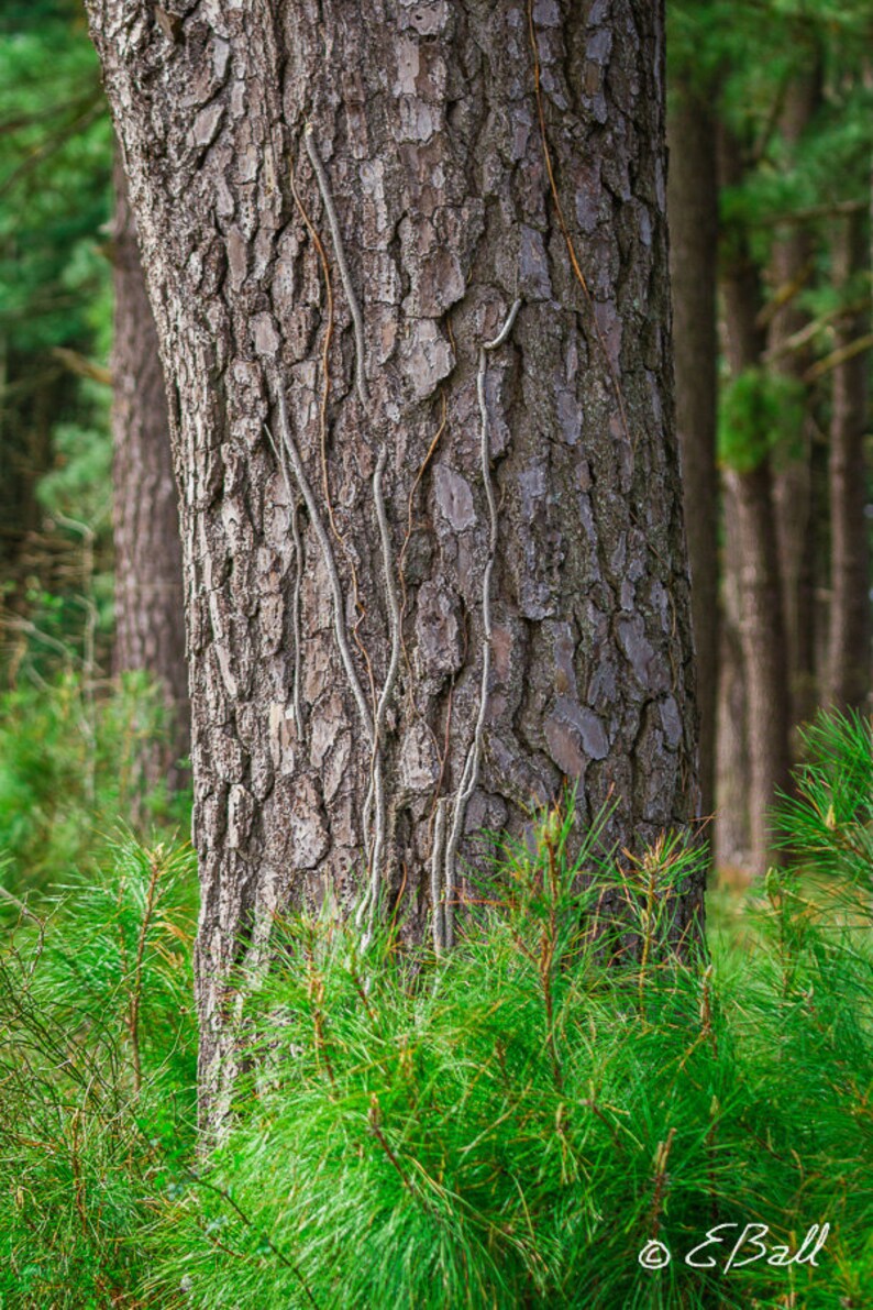 Pine Tree Trunk Bark and Needles Photo Wall Art Print Nature Wooded Field Evergreen Wilderness Forest Northern White Pine image 1