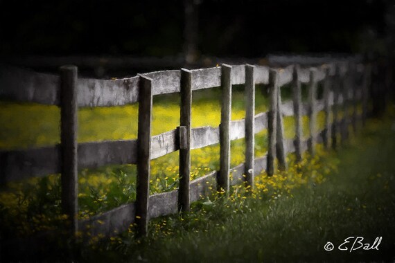 Fence Photograph Art Print , Yellow Wild Flower Art, Long post and Rail