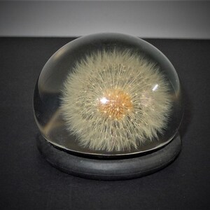 Pisapapeles de Lucite antiguo único con cabeza de semilla de diente de león en resina redondeada transparente sobre base negra.