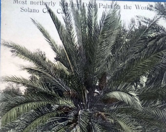 Antique hand tinted Photo Postcard Post Card, Most Northerly bearing Date Palm in the World, Solano Co, Cal.