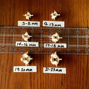 May include: Six white vertebrae bones of varying sizes, measured in millimeters, on a wooden surface with a ruler.