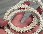 Rattle Snake Vertebra (Texas)