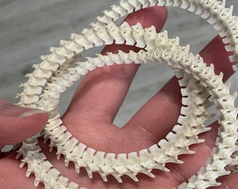 BRIGHT WHITE Rattle Snake Vertebra (Texas) - Limited Amount! - Texas Western Diamondback Rattlesnake