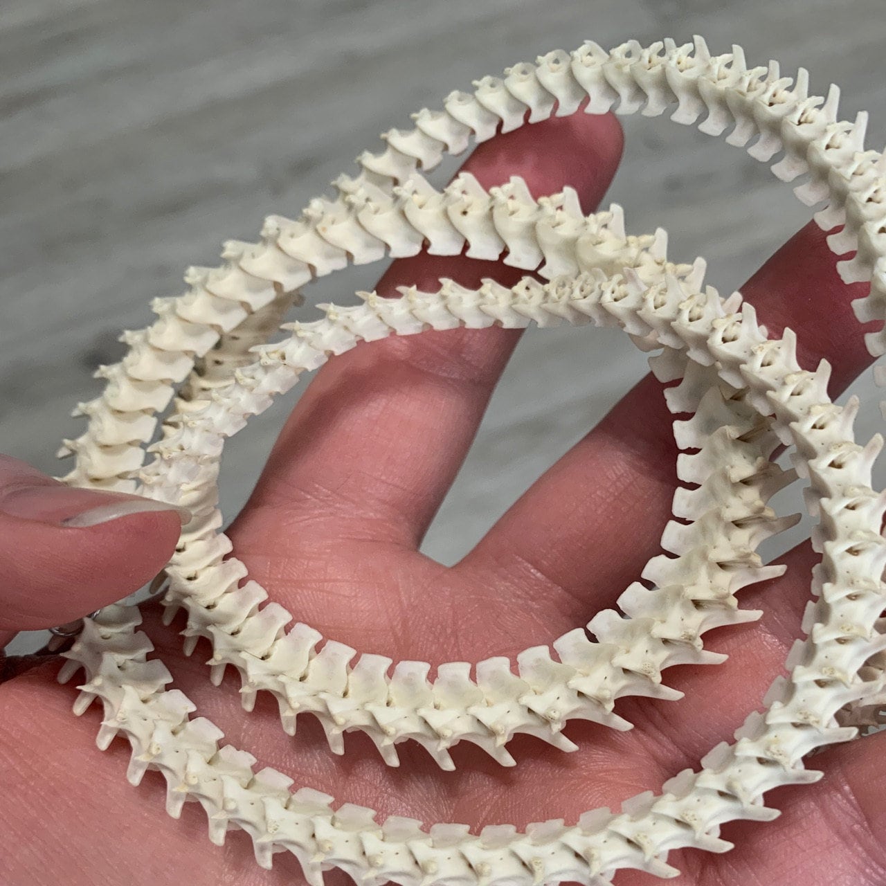 Snake vertebrae beads sale