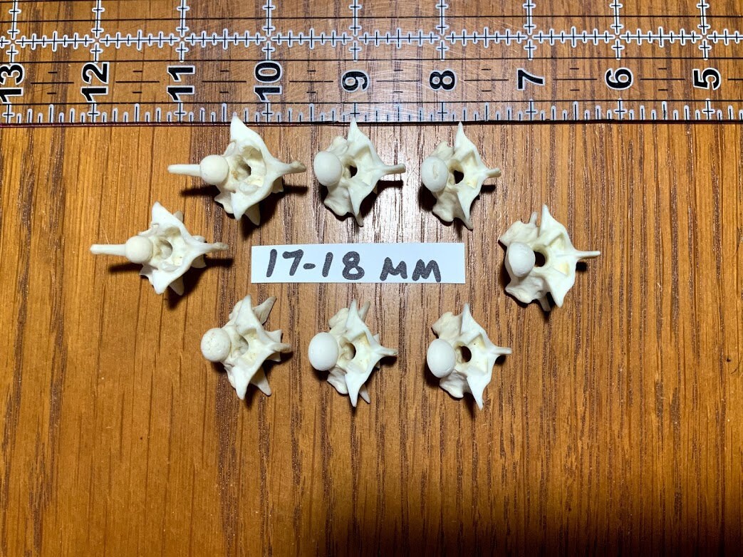 Real Python Vertebrae - Etsy