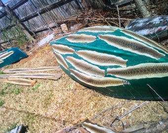 Diamondback Rattlesnake Skin W/O Rattle - Some WIDE Ones
