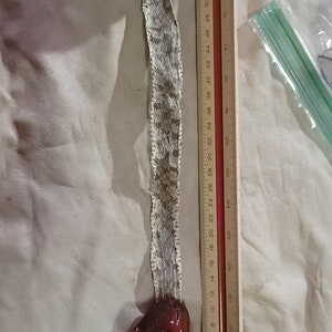 May include: Two red ceramic skull figurines with a snake skin between them. A ruler is visible in the background.