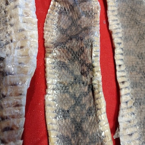 May include: Three strips of tanned snakeskin, each with a different pattern, are laid out on a red surface. The snakeskin is light brown with dark brown markings.