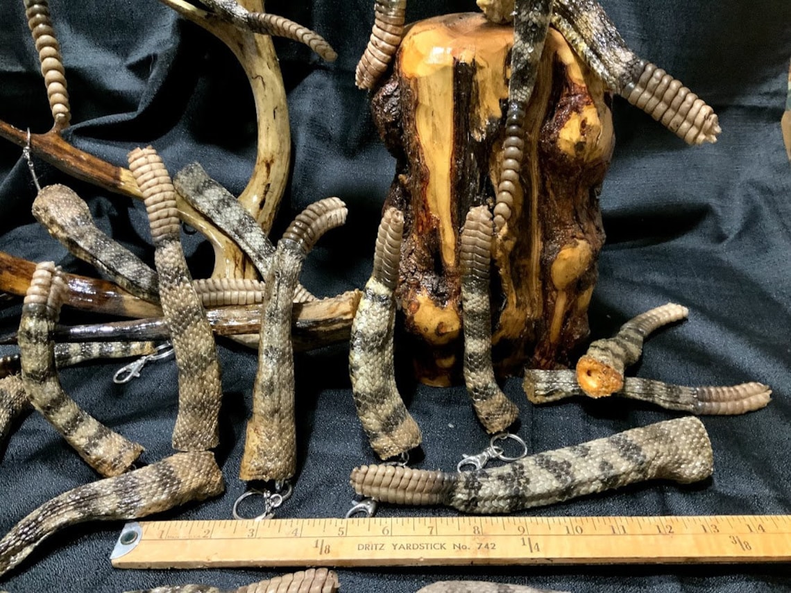 Freeze Dried RATTLESNAKE 'COON' Tails - With Rattlers! - up to 8 Inches ...