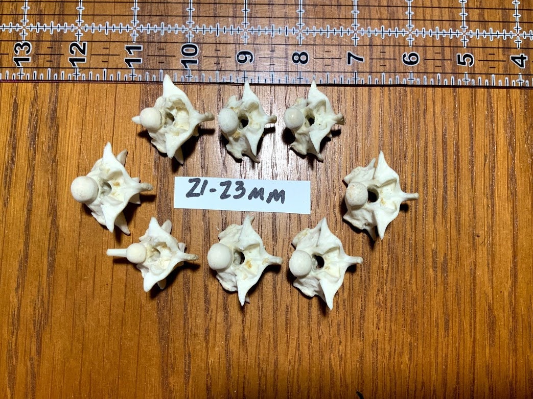 Real Python Vertebrae - Etsy