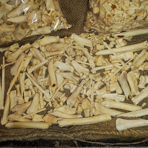 May include: A large pile of small, white animal bones on a brown burlap surface. The bones are arranged in a random pattern and some are in plastic bags.